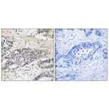 Immunohistochemistry - Anti-AurA (phospho Ser342) Antibody (A1132) - Antibodies.com