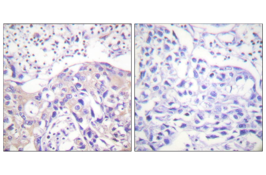 Immunohistochemistry - Anti-ADD1 (phospho Thr445) Antibody (A0451) - Antibodies.com