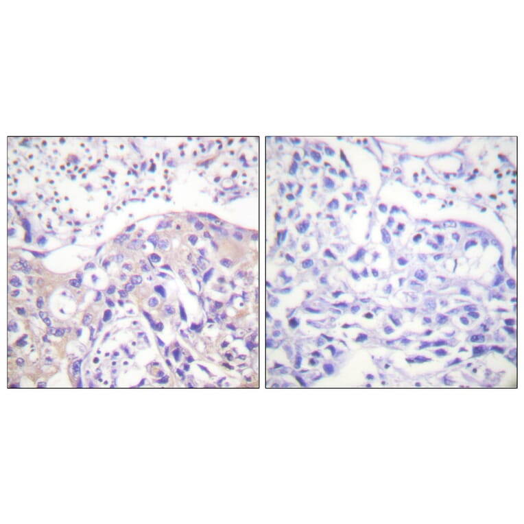Immunohistochemistry - Anti-ADD1 (phospho Thr445) Antibody (A0451) - Antibodies.com
