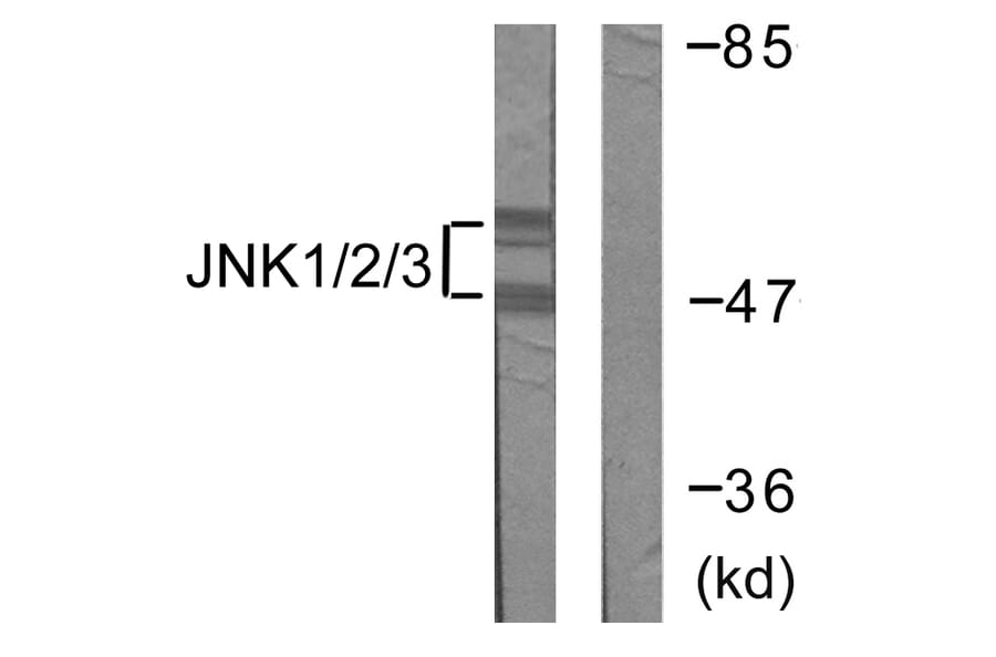 Western Blot - Anti-JNK1 + JNK2 + JNK3 Antibody (B0500) - Antibodies.com