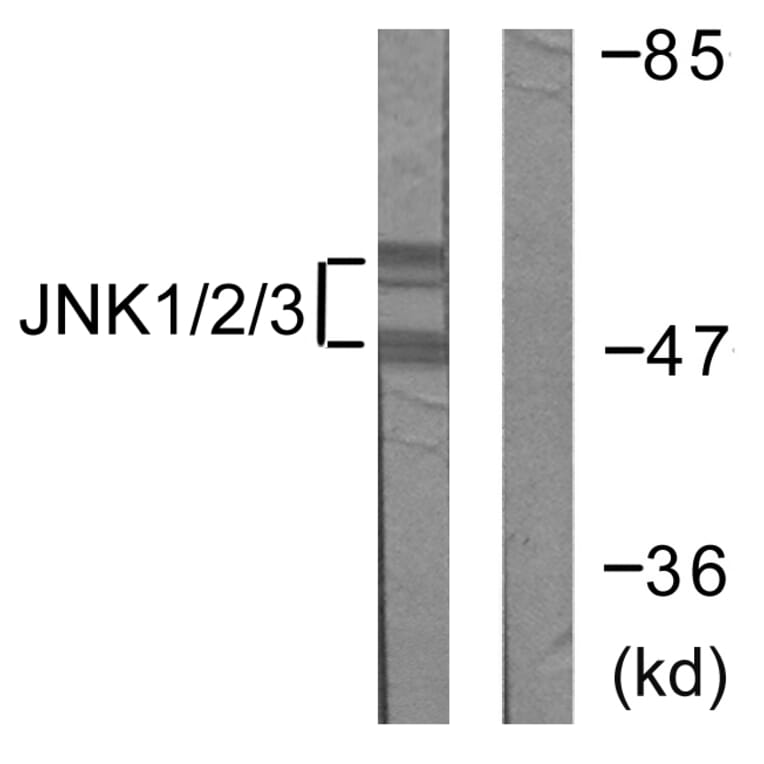 Western Blot - Anti-JNK1 + JNK2 + JNK3 Antibody (B0500) - Antibodies.com