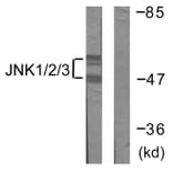 Western Blot - Anti-JNK1 + JNK2 + JNK3 Antibody (B0500) - Antibodies.com