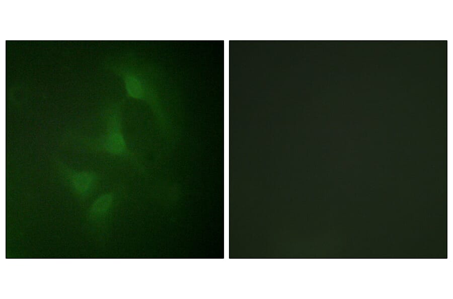 Immunofluorescence - Anti-JNK1 + JNK2 + JNK3 Antibody (B0500) - Antibodies.com