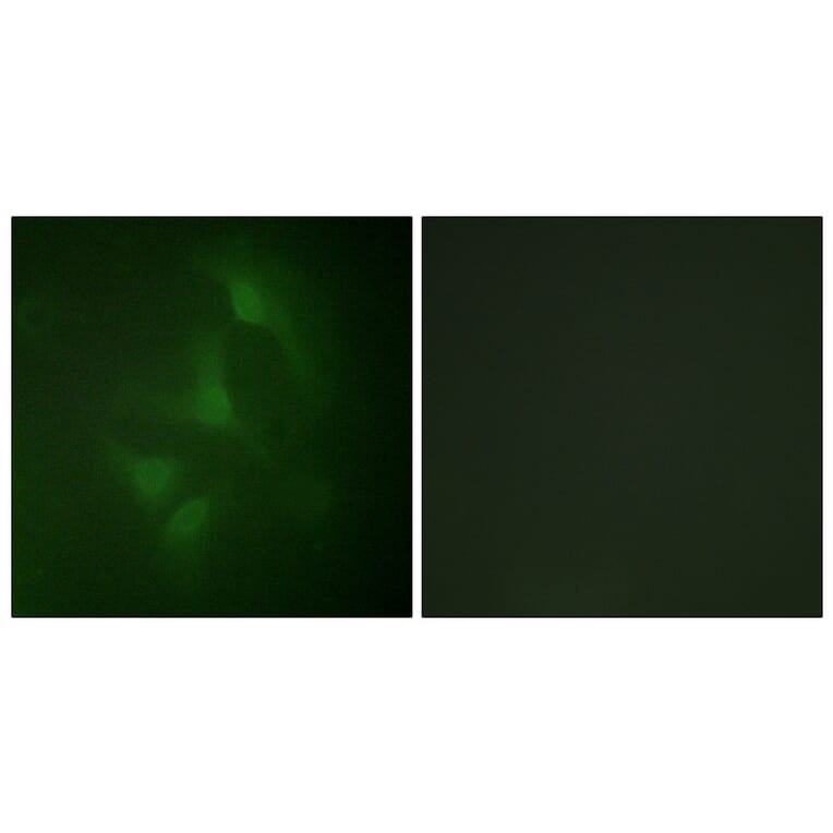 Immunofluorescence - Anti-JNK1 + JNK2 + JNK3 Antibody (B0500) - Antibodies.com