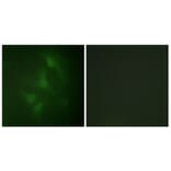 Immunofluorescence - Anti-JNK1 + JNK2 + JNK3 Antibody (B0500) - Antibodies.com