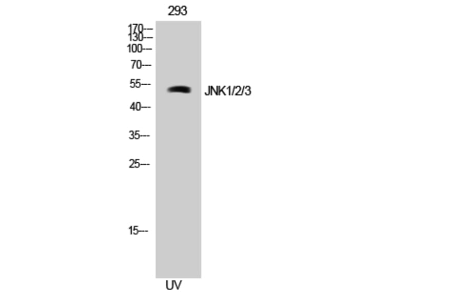 Western Blot - Anti-JNK1 + JNK2 + JNK3 Antibody (B0500) - Antibodies.com