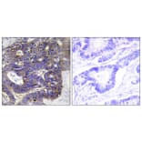 Immunohistochemistry - Anti-Collagen IV alpha2 Antibody (C12196) - Antibodies.com