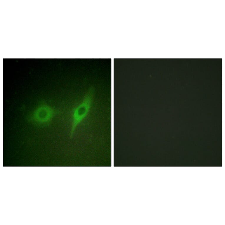 Immunofluorescence - Anti-Collagen IV alpha2 Antibody (C12196) - Antibodies.com
