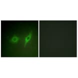 Immunofluorescence - Anti-Collagen IV alpha2 Antibody (C12196) - Antibodies.com