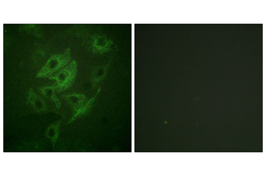 Immunofluorescence - Anti-NMDAR2A + NMDAR2B Antibody (B0959) - Antibodies.com