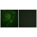 Immunofluorescence - Anti-NMDAR2A + NMDAR2B Antibody (B0959) - Antibodies.com