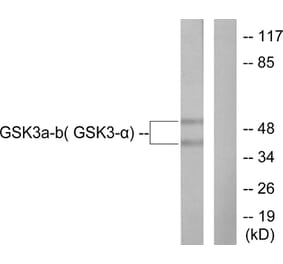 Western Blot - Anti-GSK3 alpha + beta Antibody (B0012) - Antibodies.com