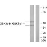 Western Blot - Anti-GSK3 alpha + beta Antibody (B0012) - Antibodies.com