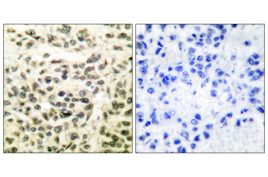 Immunohistochemistry - Anti-GSK3 alpha + beta Antibody (B0012) - Antibodies.com