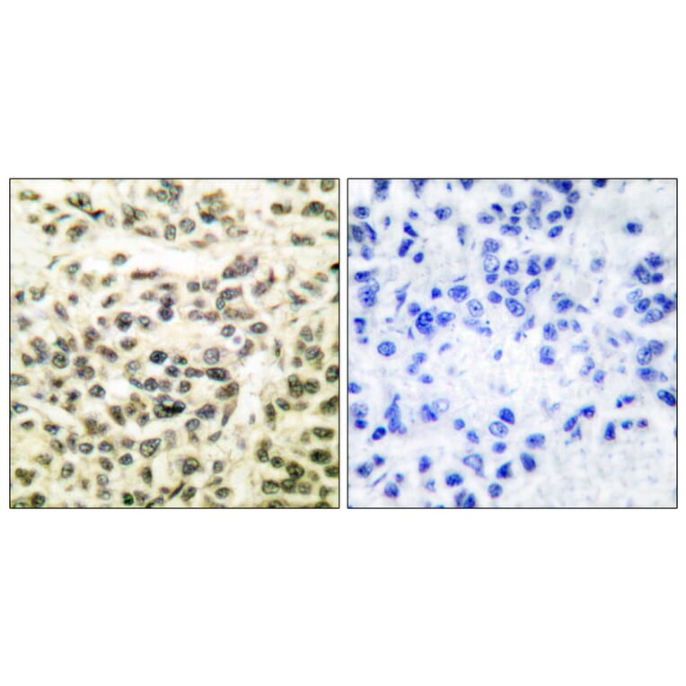 Immunohistochemistry - Anti-GSK3 alpha + beta Antibody (B0012) - Antibodies.com