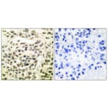 Immunohistochemistry - Anti-GSK3 alpha + beta Antibody (B0012) - Antibodies.com