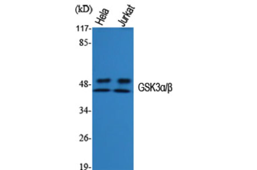 Western Blot - Anti-GSK3 alpha + beta Antibody (B0012) - Antibodies.com