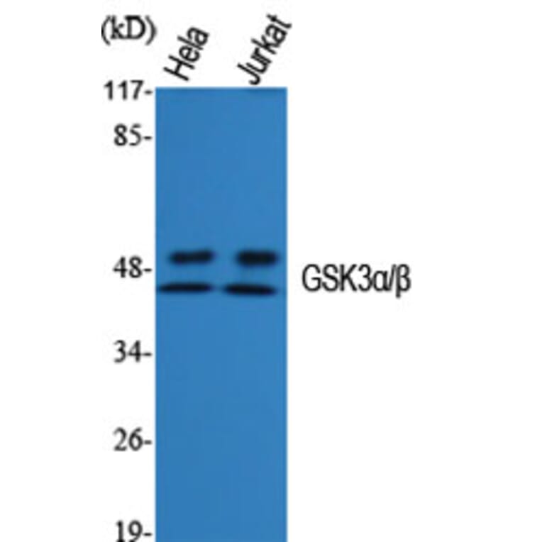 Western Blot - Anti-GSK3 alpha + beta Antibody (B0012) - Antibodies.com