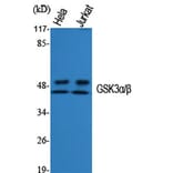 Western Blot - Anti-GSK3 alpha + beta Antibody (B0012) - Antibodies.com