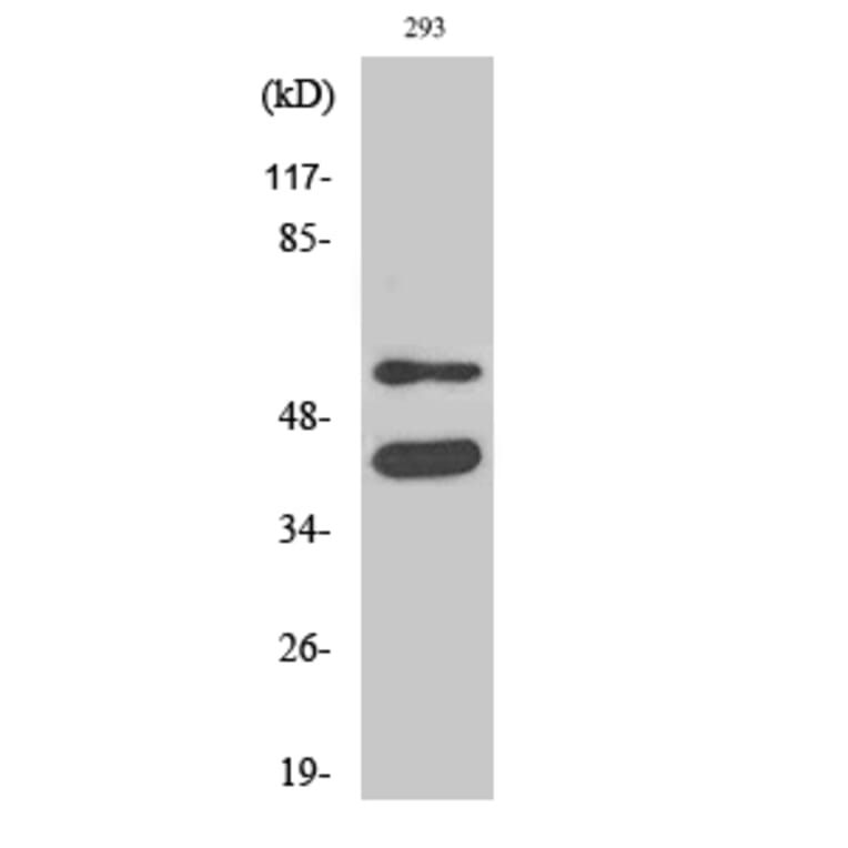 Western Blot - Anti-GSK3 alpha + beta Antibody (B0012) - Antibodies.com