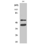 Western Blot - Anti-GSK3 alpha + beta Antibody (B0012) - Antibodies.com