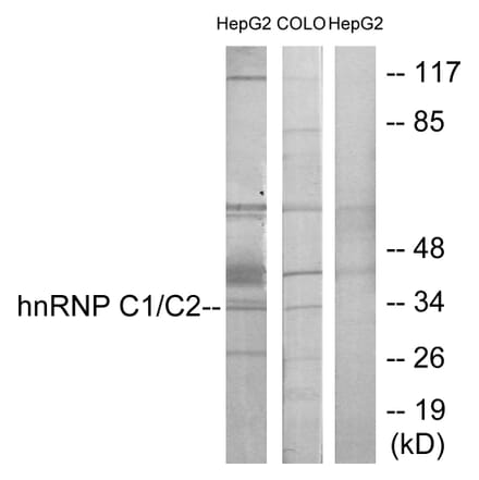 Western Blot - Anti-hnRNP C1 + C2 Antibody (C10296) - Antibodies.com