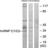 Western Blot - Anti-hnRNP C1 + C2 Antibody (C10296) - Antibodies.com
