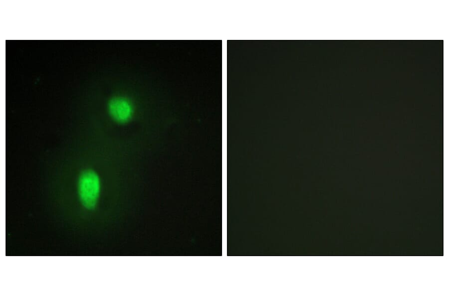 Immunofluorescence - Anti-hnRNP C1 + C2 Antibody (C10296) - Antibodies.com