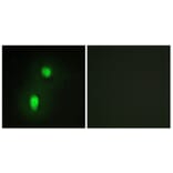 Immunofluorescence - Anti-hnRNP C1 + C2 Antibody (C10296) - Antibodies.com