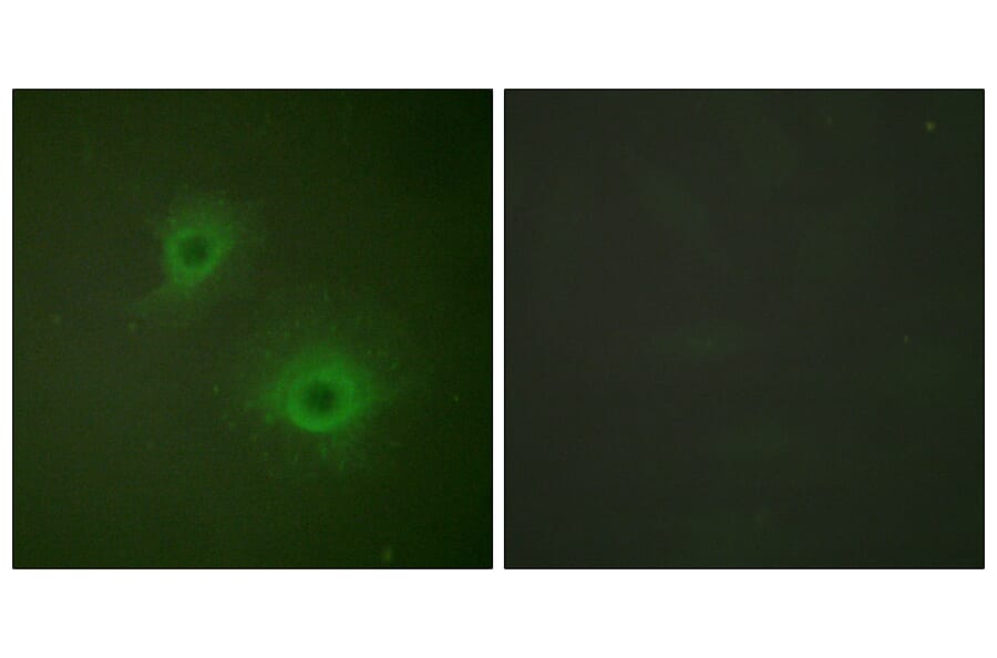 Immunofluorescence - Anti-EPHB1 + EPHB2 Antibody (B0915) - Antibodies.com