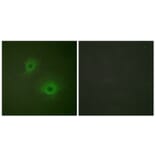 Immunofluorescence - Anti-EPHB1 + EPHB2 Antibody (B0915) - Antibodies.com