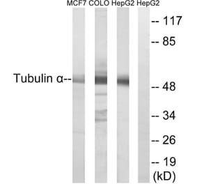 Western Blot - Anti-Tubulin alpha Antibody (C0379) - Antibodies.com