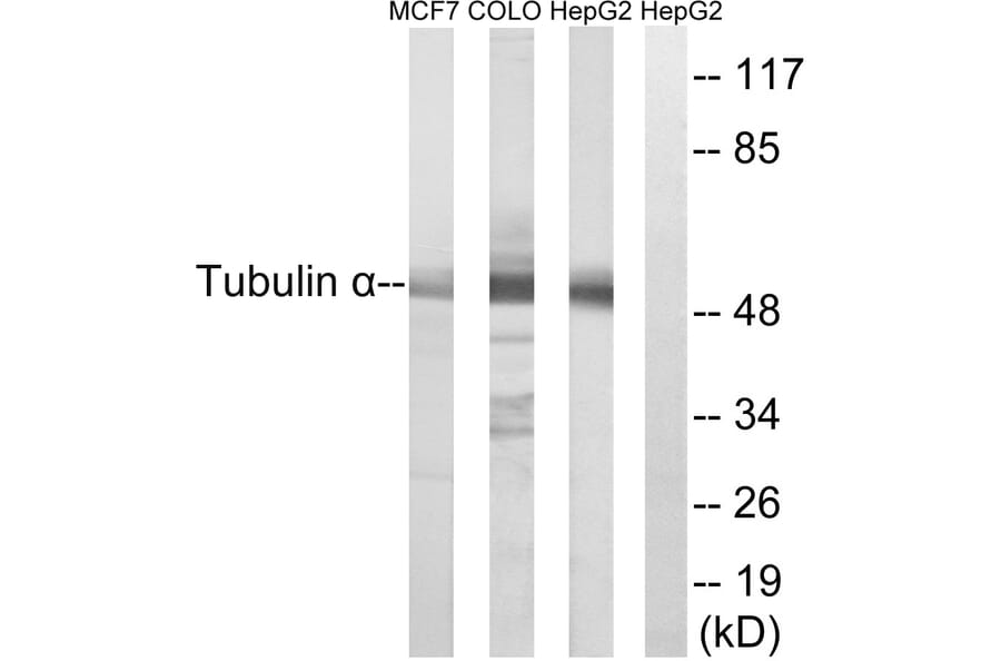 Western Blot - Anti-Tubulin alpha Antibody (C0379) - Antibodies.com