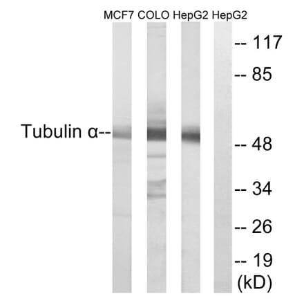 Western Blot - Anti-Tubulin alpha Antibody (C0379) - Antibodies.com