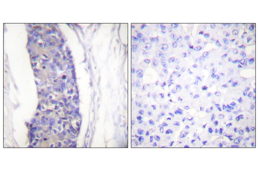 Immunohistochemistry - Anti-Tubulin alpha Antibody (C0379) - Antibodies.com