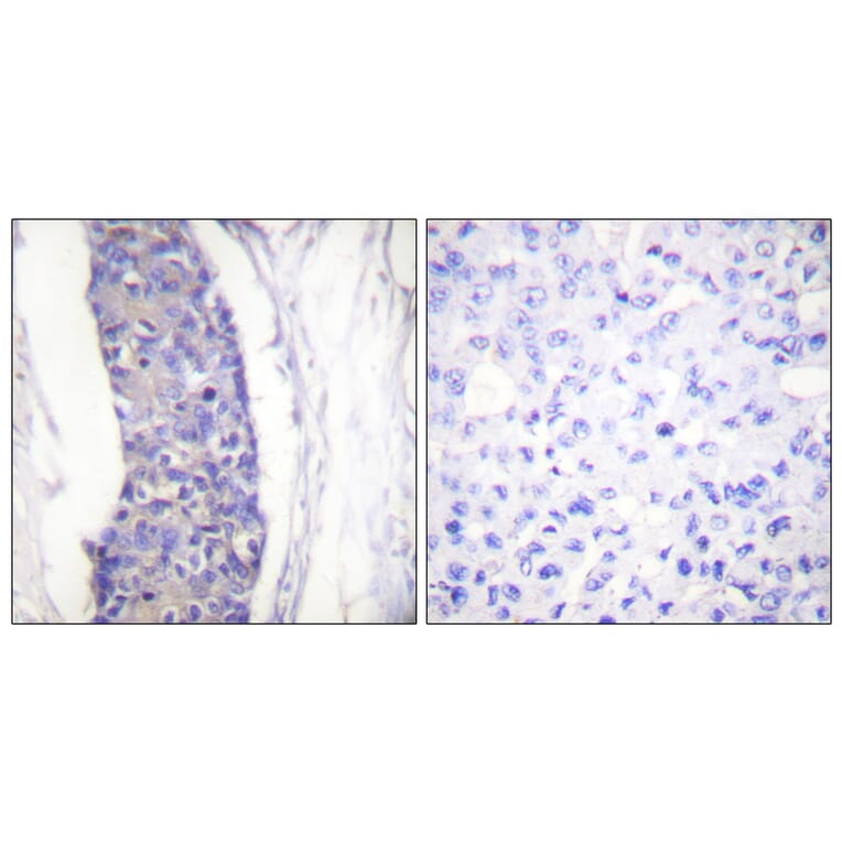 Immunohistochemistry - Anti-Tubulin alpha Antibody (C0379) - Antibodies.com