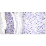 Immunohistochemistry - Anti-Tubulin alpha Antibody (C0379) - Antibodies.com