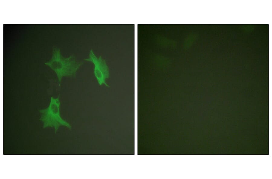 Immunofluorescence - Anti-Tubulin alpha Antibody (C0379) - Antibodies.com