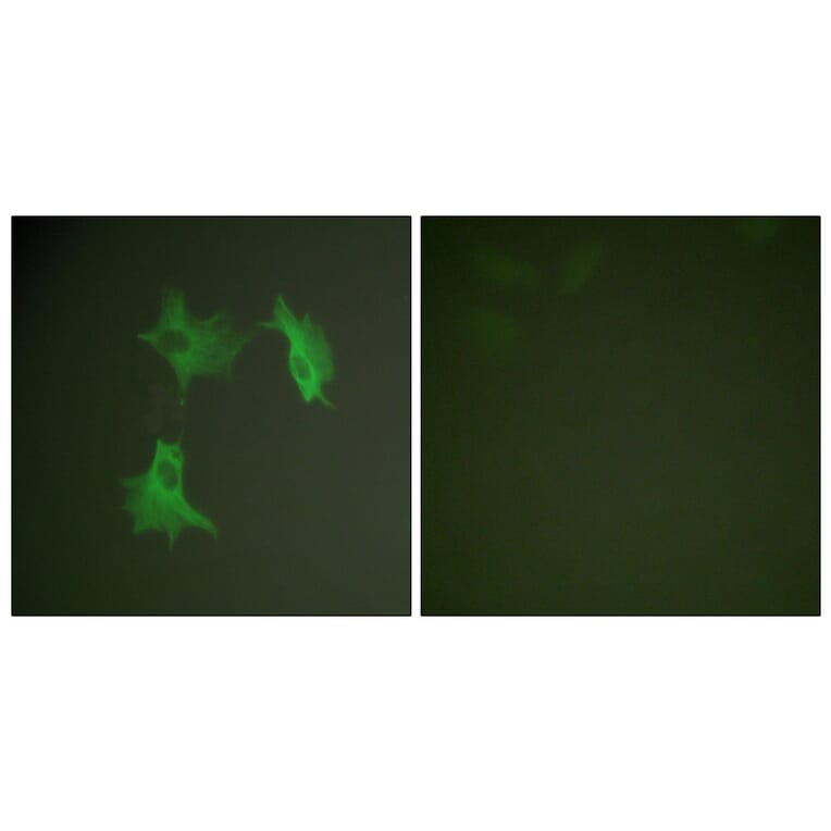 Immunofluorescence - Anti-Tubulin alpha Antibody (C0379) - Antibodies.com