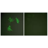 Immunofluorescence - Anti-Tubulin alpha Antibody (C0379) - Antibodies.com