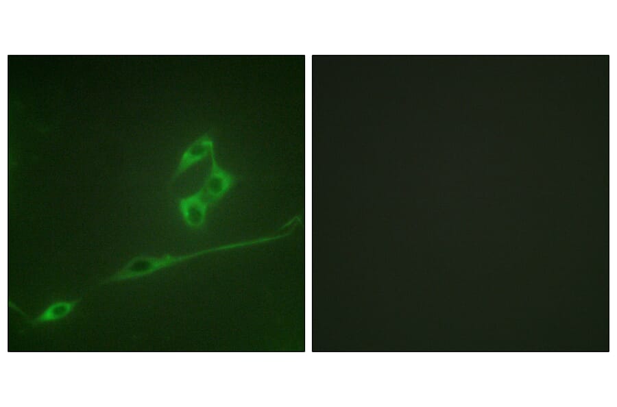 Immunofluorescence - Anti-p70 S6 Kinase Antibody (B0532) - Antibodies.com