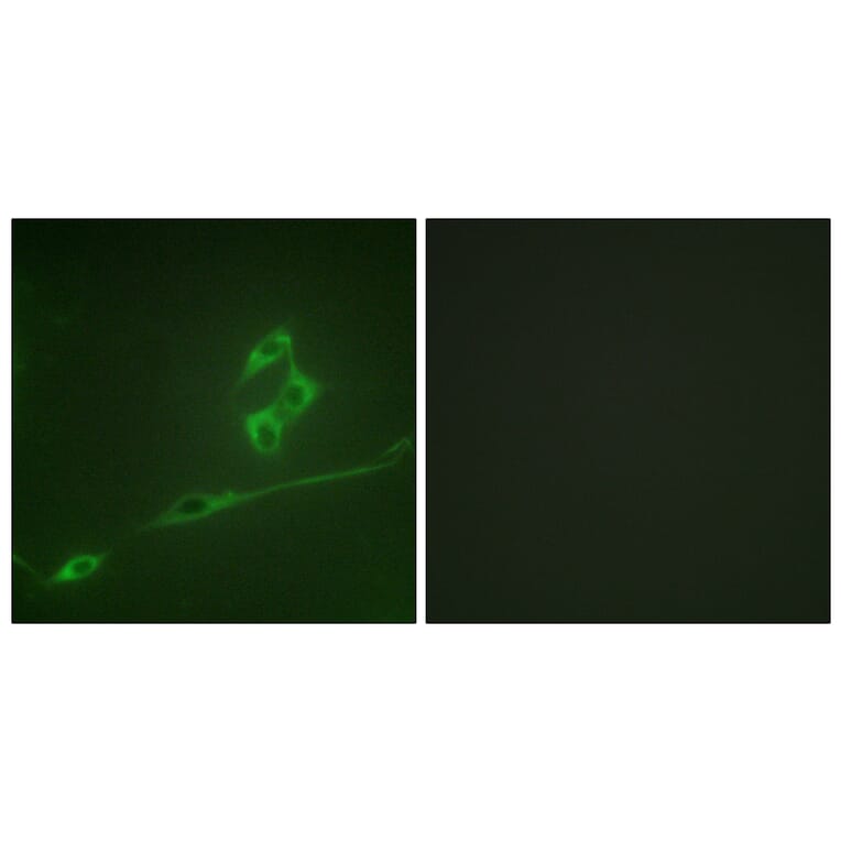Immunofluorescence - Anti-p70 S6 Kinase Antibody (B0532) - Antibodies.com