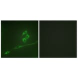 Immunofluorescence - Anti-p70 S6 Kinase Antibody (B0532) - Antibodies.com
