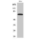 Western Blot - Anti-p70 S6 Kinase Antibody (B0532) - Antibodies.com