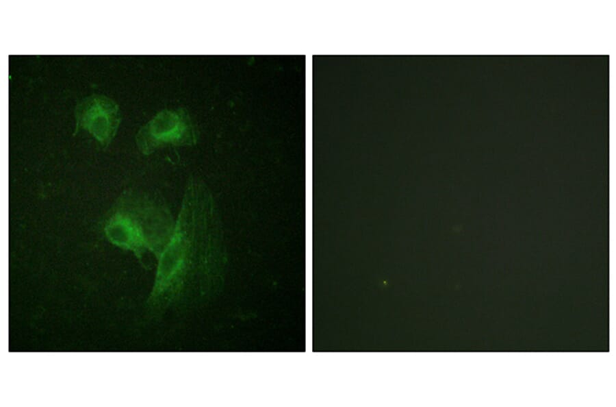 Immunofluorescence - Anti-p70 S6 Kinase Antibody (B0531) - Antibodies.com