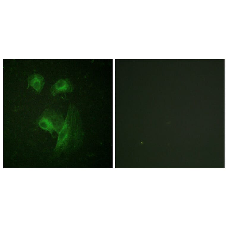 Immunofluorescence - Anti-p70 S6 Kinase Antibody (B0531) - Antibodies.com
