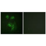 Immunofluorescence - Anti-p70 S6 Kinase Antibody (B0531) - Antibodies.com