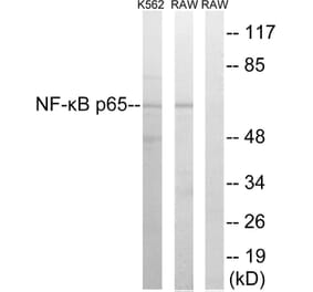 Western Blot - Anti-NF-kappaB p65 Antibody (B7169) - Antibodies.com