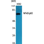 Western Blot - Anti-NF-kappaB p65 Antibody (B7169) - Antibodies.com