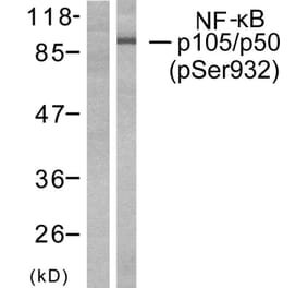 Western Blot - Anti-NF kappa B p105 / p50 (phospho Ser932) Antibody (A7161) - Antibodies.com